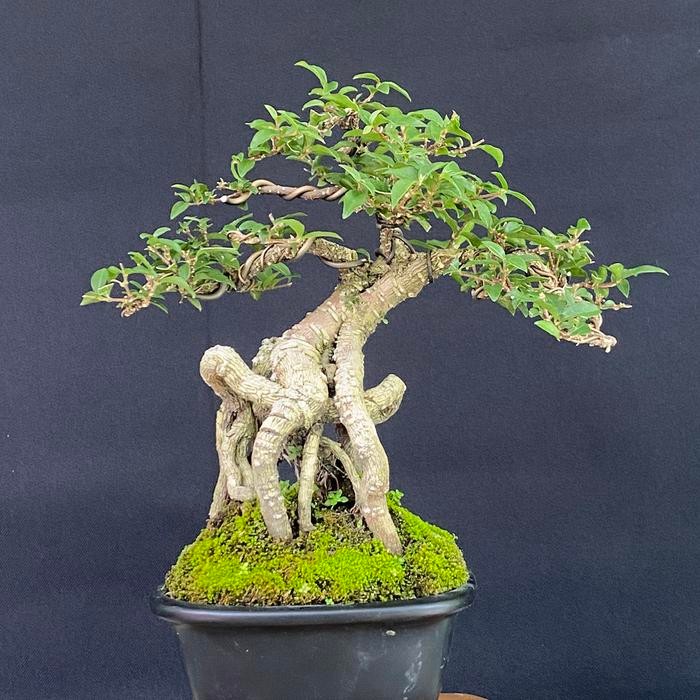 PREMIUM bonsai sakura mickro sudah jadi tinggal naruh termasuk pot