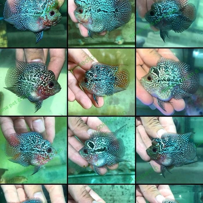 PREMIUM louhan baby shortbody ( louhan bonsai ) 1,5 inch