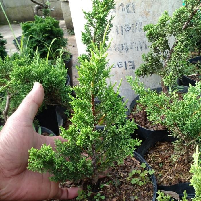 PREMIUM Bibit Bonsai Cemara Sargenti Itoigawa Import Asli Jepang