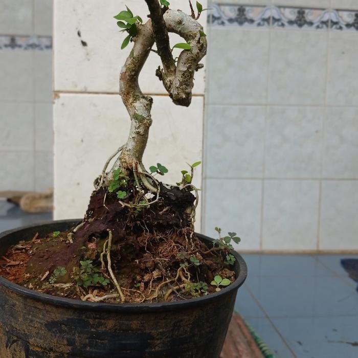 PREMIUM Bonsai mame anting putri meliuk berkarakter