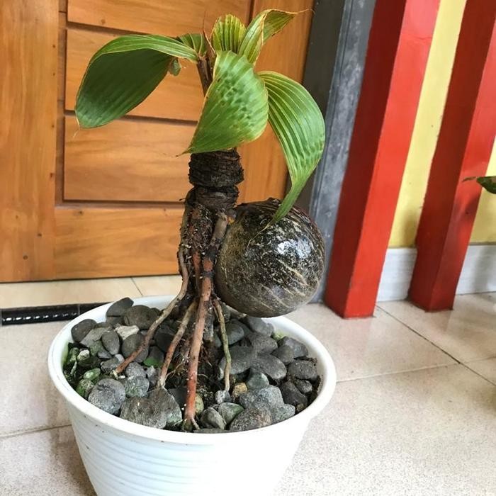 PREMIUM Bonsai kelapa minion gading oren - bonsai kelapa gading oren