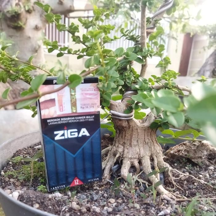 PREMIUM Bahan Bonsai Sancang Program Akar/ Bonsai Sancang Size Mame