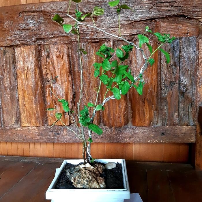 PREMIUM bonsai bonggol bidara arab