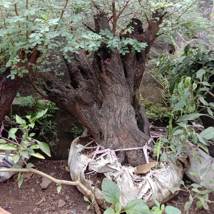 PREMIUM bahan bonsai arabika large