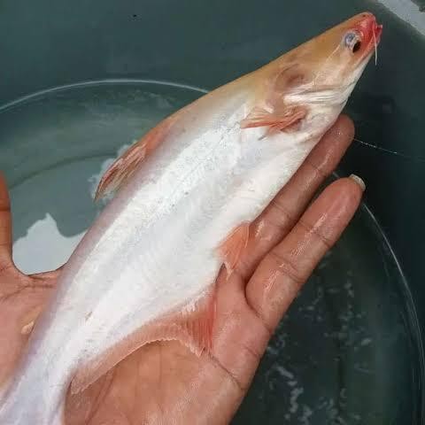 Pawretty- Patin albino