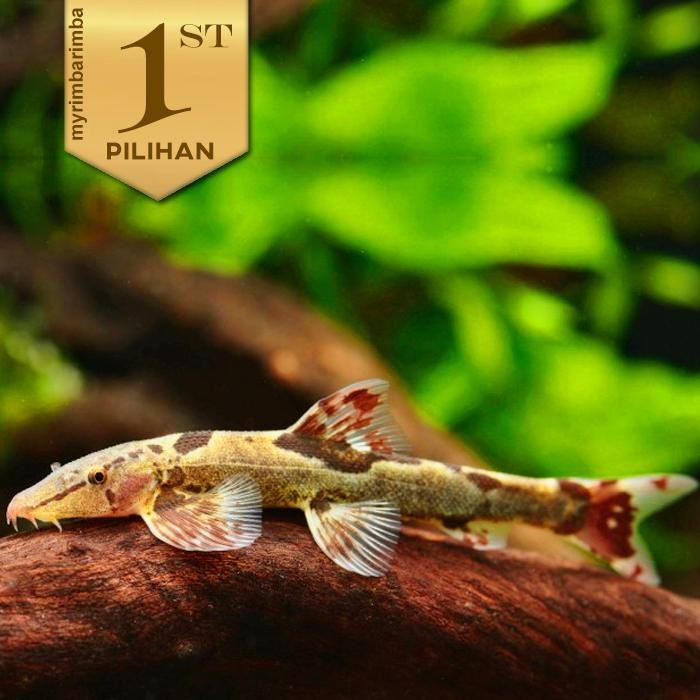 Pawretty- Homaloptera Ikan Hias Aquascape Pemakan Lumut Algae Hiasan Aquarium