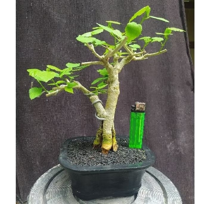 bonsai sepatu mikro mame berdaun dan berbunga kecil realpic + pot