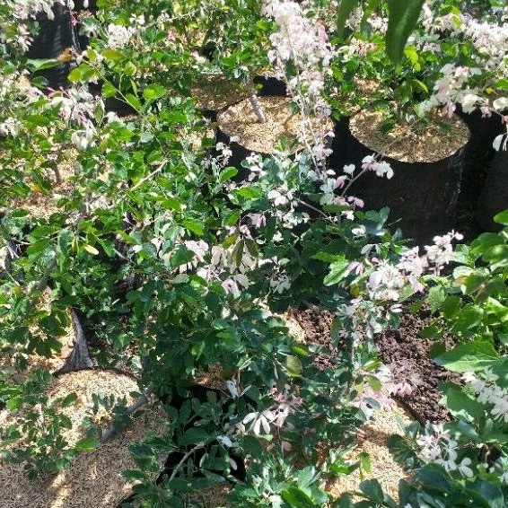 tanaman asem kranji/asam belanda/asam varigata tinggi 35-45cm