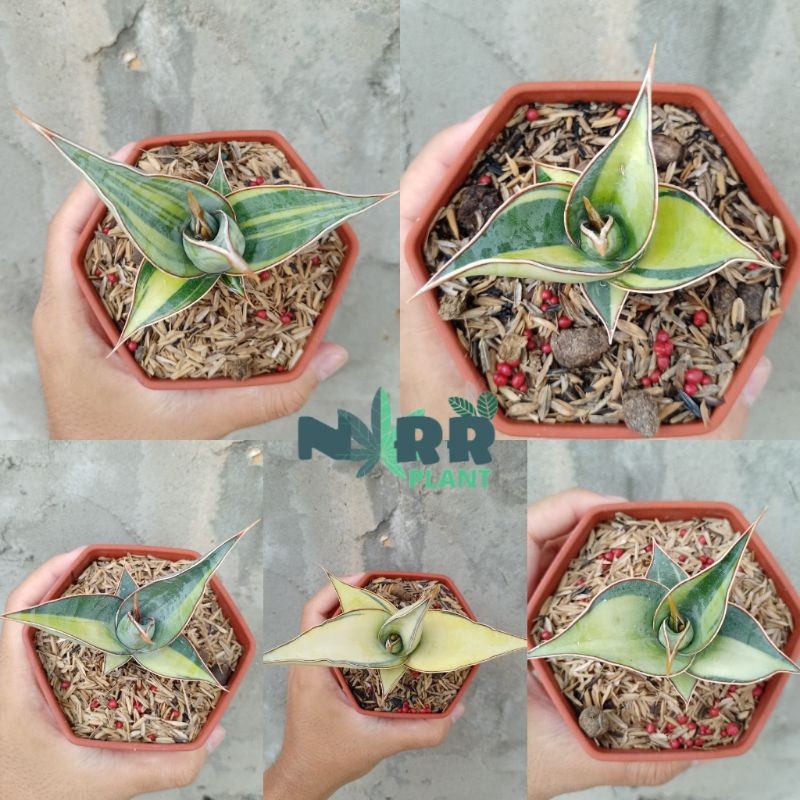 Sansivera pinguiculata varigata