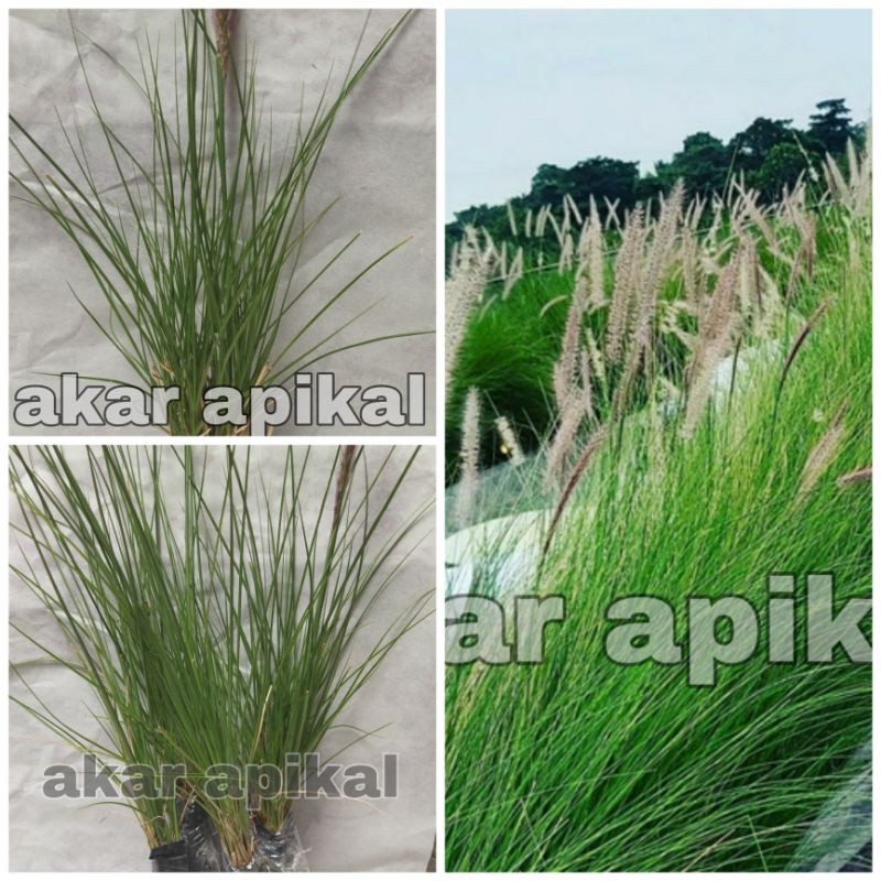 Tanaman Hias Alang Alang Putih / Ekor Kuda/ Rumput Ekor Kuda / Cogon Grass