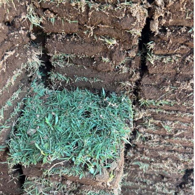 Rumput Jepang / Rumput Gajah Asli / Rumput Taman / Rumput Hidup