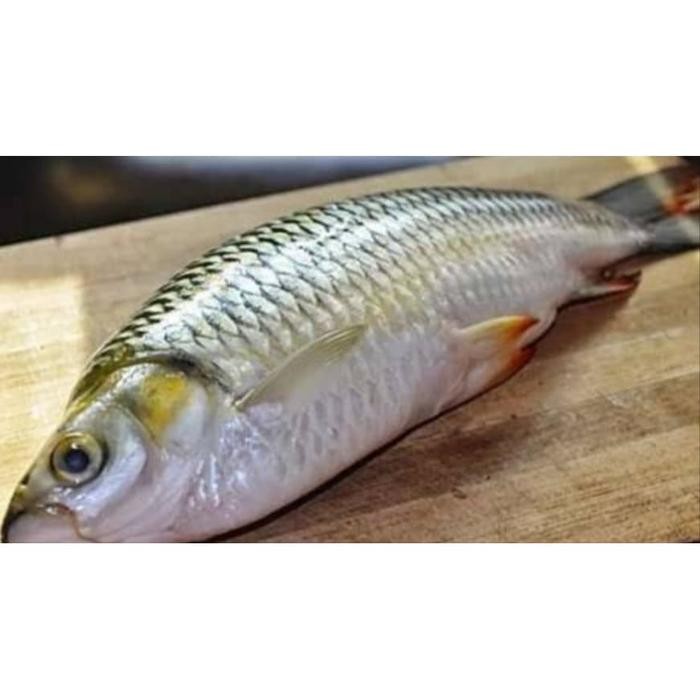 

Terlaris- Ikan Jelawat