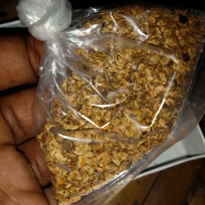 (Expert) benih biji santigi MAWAR SUPER