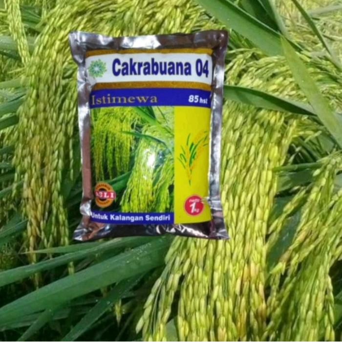 Benih Padi Cakrabuana 04 istimewa