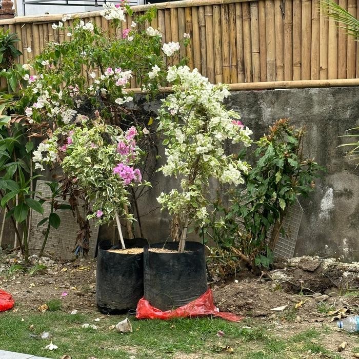 Tanaman Hias Bunga Bougenville Varigata - Kembang Kertas Godong Jawi