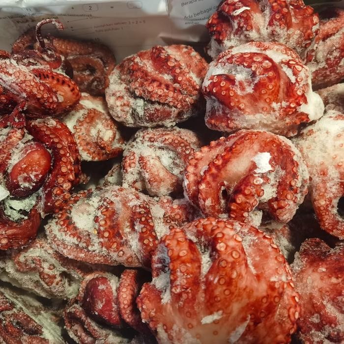 PREMIUM gurita besar jumbo segar