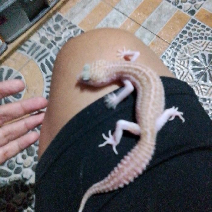 PREMIUM mainan gecko super snow raptor