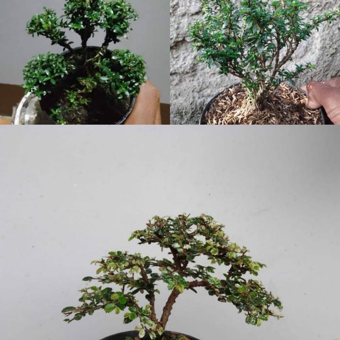 JTTOP" 2 JENIS TANAMAN BONSAY JADI SERBIN MIKRO/ULMUS SUPER MIKRO FARIEGATA