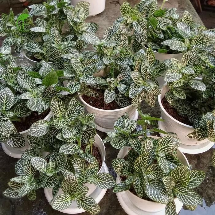 JTTOP" TANAMAN HIAS FITONIA WHITE - POHON FITONIA MINI