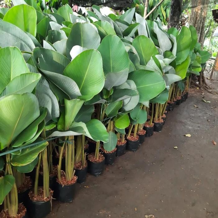 JTTOP" TANAMAN HIAS PISANG PISANGAN / POHON PISANG CALATHEA / CALATHEA LUTEA