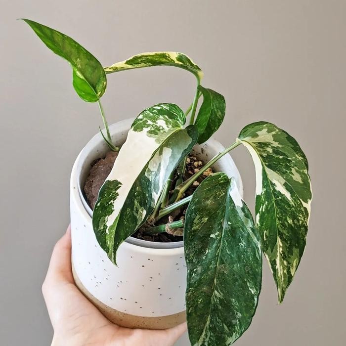 JTTOP" TANAMAN HIAS EPIPREMNUM VARIGATA - MONSTERA EPIPREMNUM VARIGATA