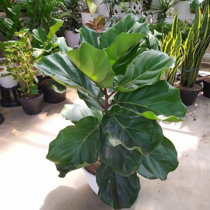 JTTOP" TANAMAN HIAS KETAPANG BIOLA CANTIK - DAUN BESAR - INDOR DAN OUTDOR