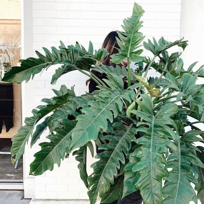 Jungle Boogie Philodendron Crocodile Plant Zig Zag Philo Buaya