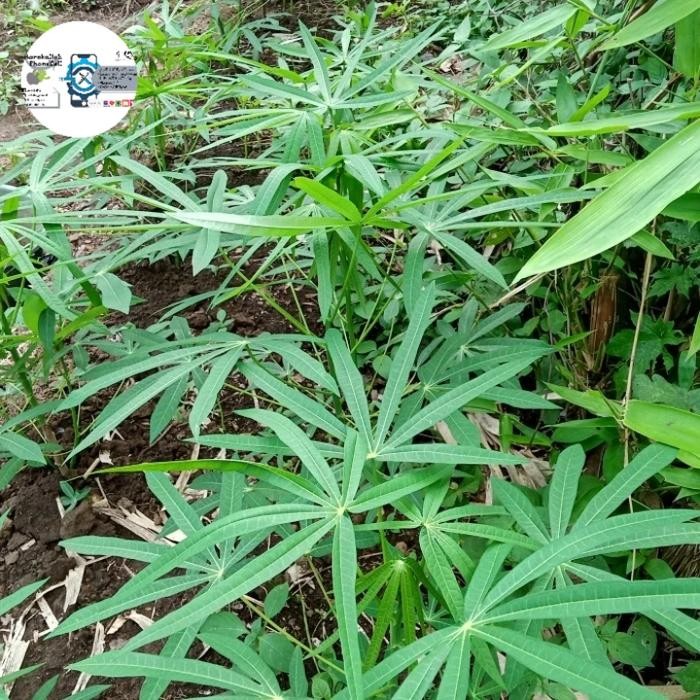 Bibit Singkong Sayur / Stek bibit Singkong Sayur Daun Sempit