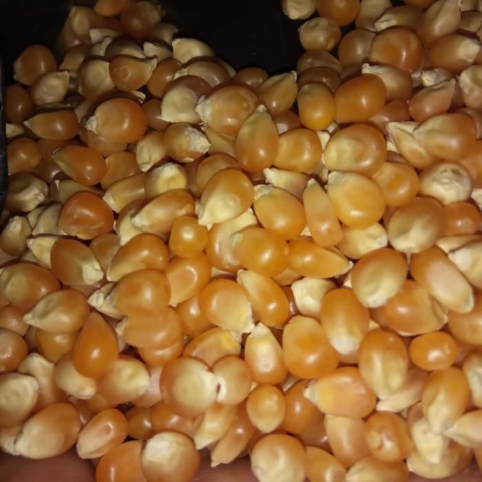 

JTTOP" JAGUNG POPCORN MENTAH 1 KG ANTI BANTET