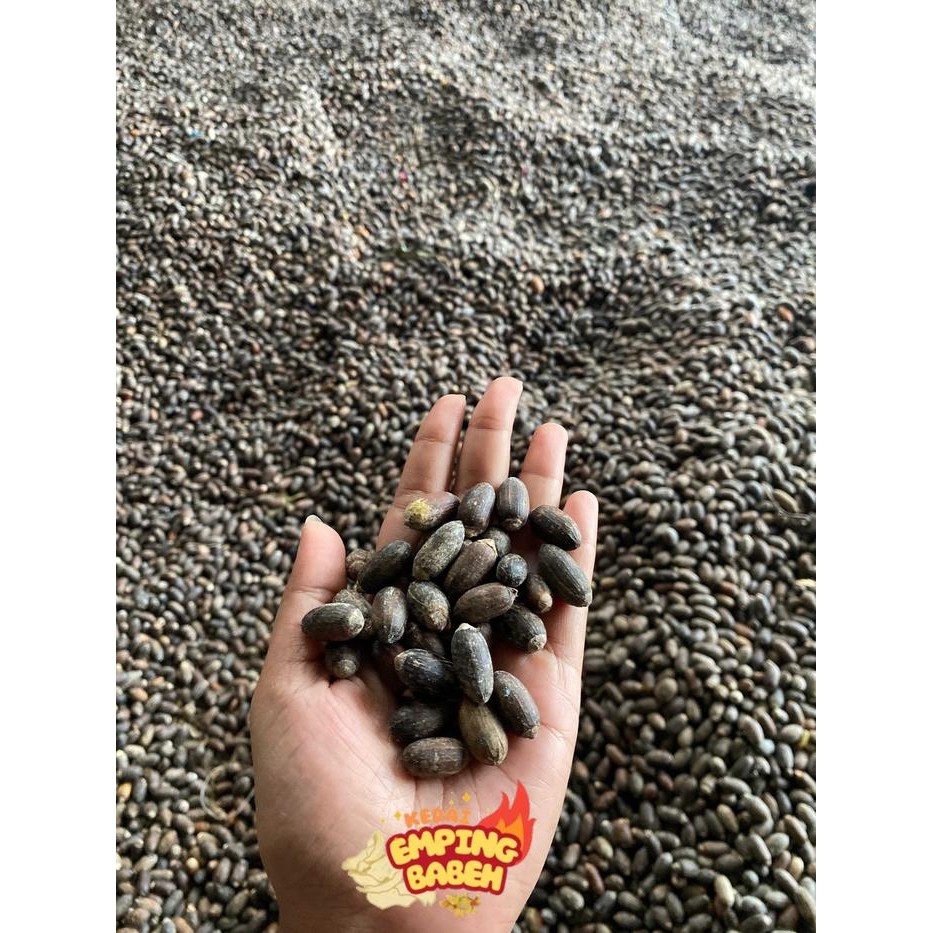 

JTTOP" 1 KG BIJI 1 EMPING MELINJO MENTAH SUPER TIPIS 100% ASLI KERING PASAR