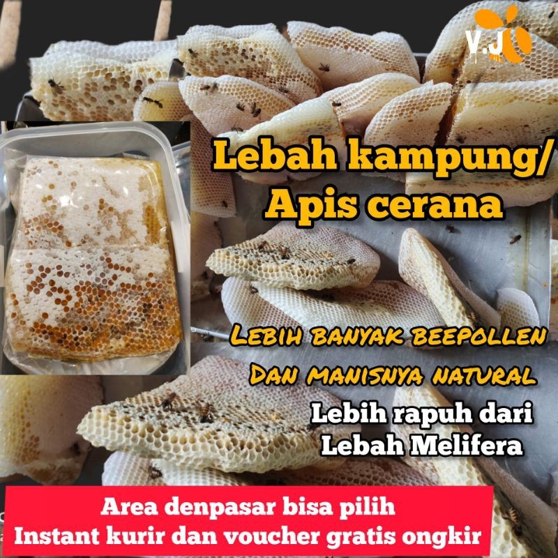 

Omahjajanan Sarang Madu Lebah Kampung/Cerana/Nyawan.
