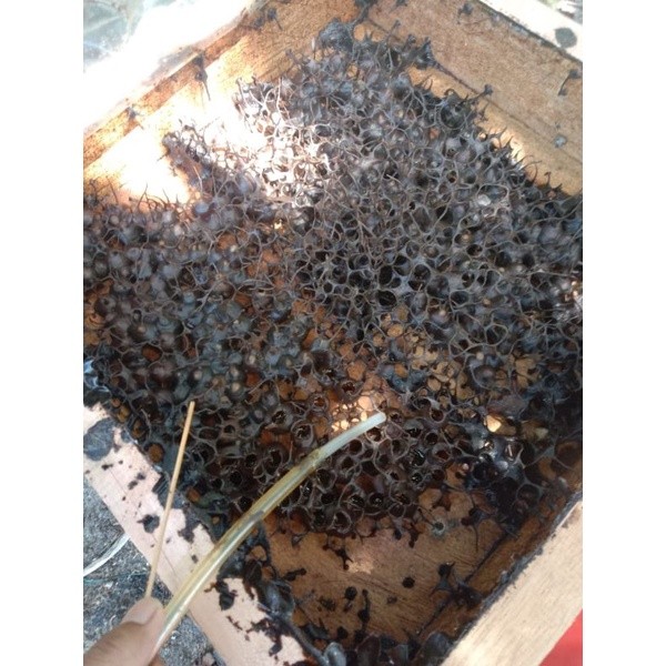 

Sega Tungtung Madu Klanceng, Lanceng, Trigona, Kelulut, Teuweul, Kele 300 Gram Asli Dan Murni