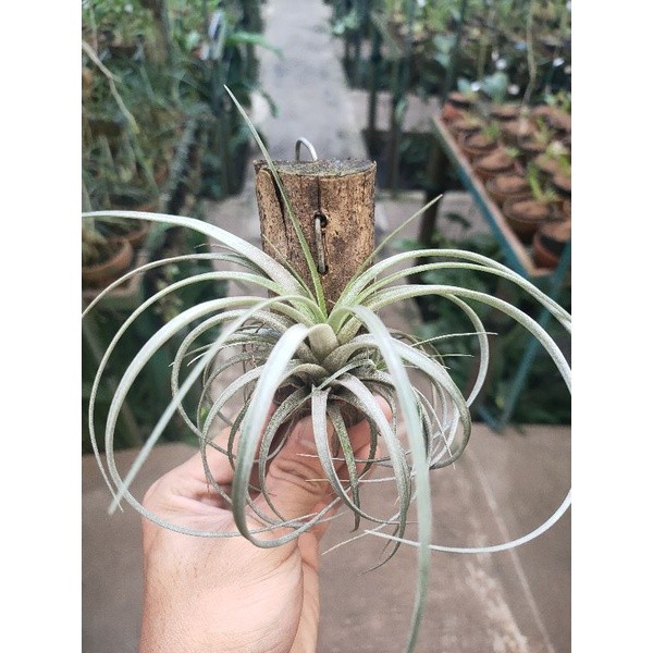 Tillandsia Utriculata Murah