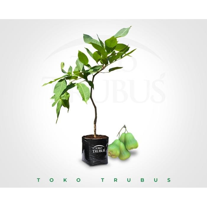 

Terlaris Bibit Jambu Air Green Giant Super