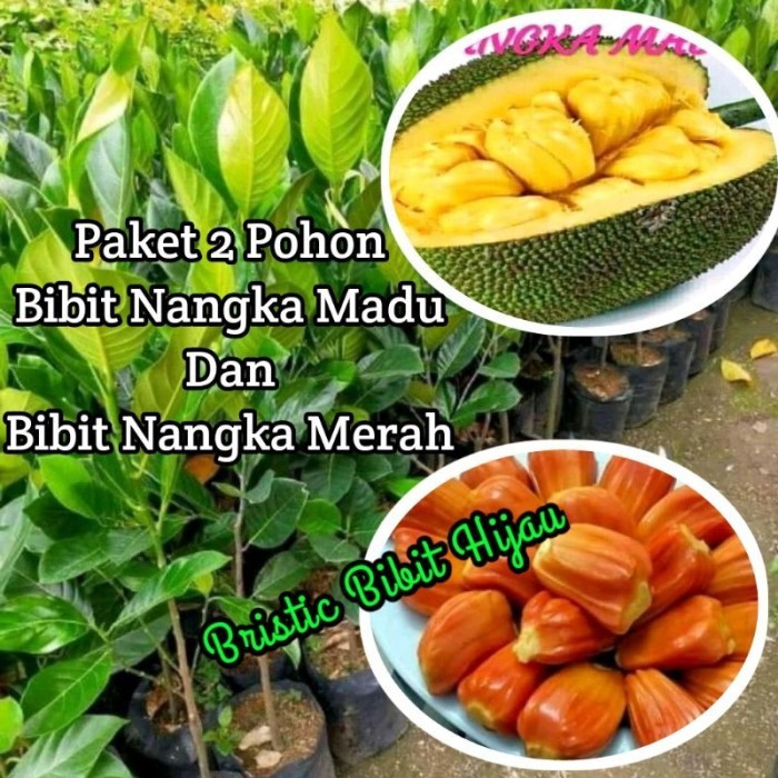 

Terlaris Paket 2 Pohoh Bibit Nangka Merah Dan Bibit Nangka Madu Super Genjah