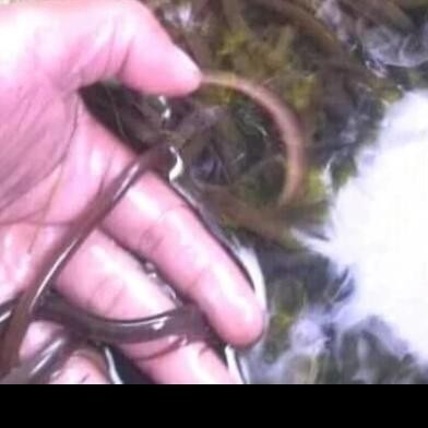 

Terlaris Bibit Belut Hidup 1Kg Terlaris