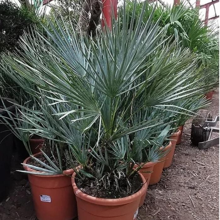 

Terlaris Chamaerops Humilis Var Cerifera Blue Leaves Bibit 1 Daun