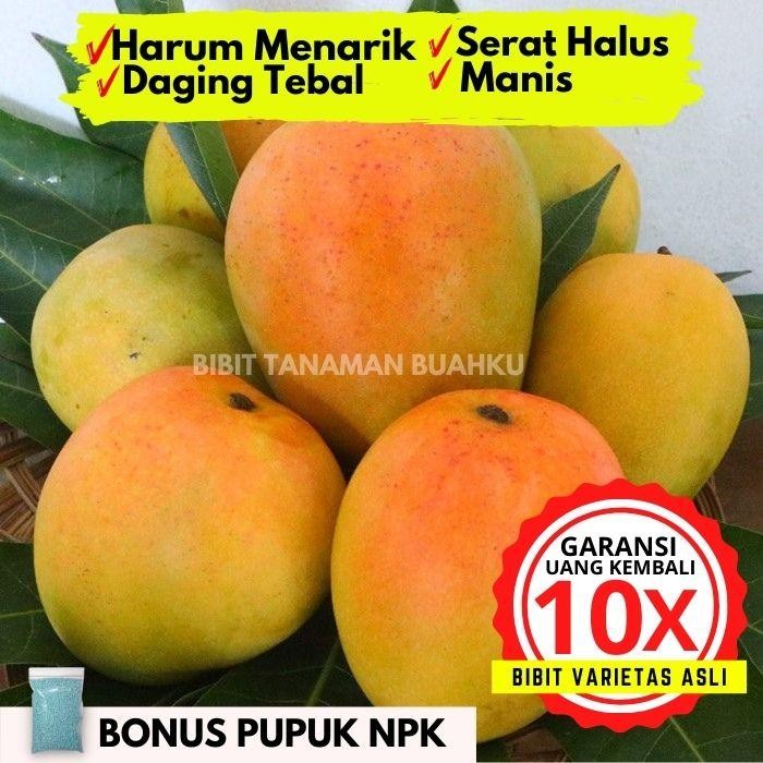 

Terlaris Bibit Tanaman Buah Mangga Gedong Gincu Unggul Murah Bergaransi