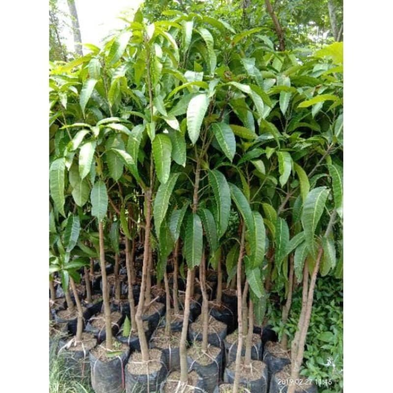Bibit buah mangga alpukat