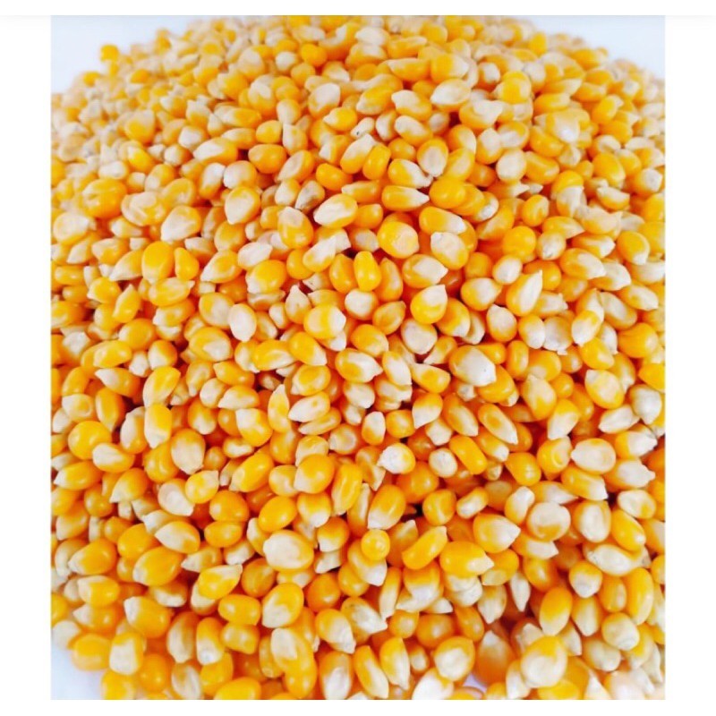 

benih jagung popcorn cap bintang kemasan 500gram