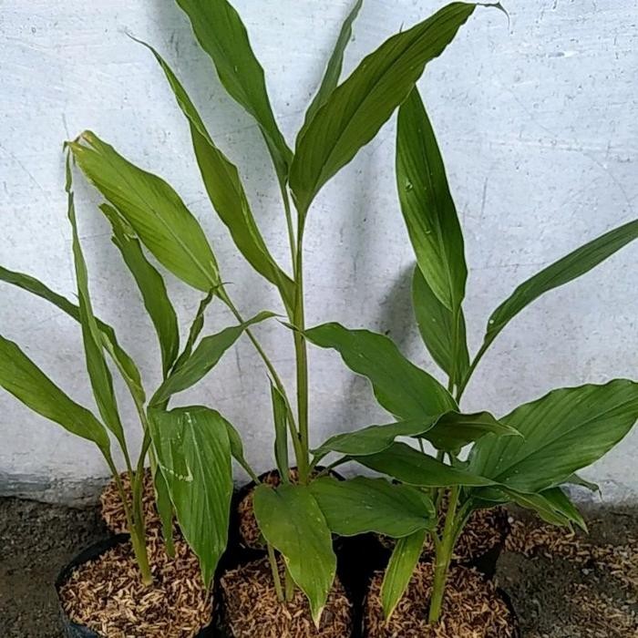 

Terlaris Tanaman Herbal Kunyit, Pohon Kunyit, Tanaman Kunyit