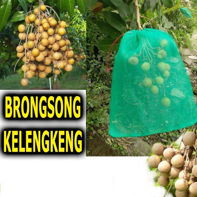 Brongsong Pembungkus Buah Klengkeng Kecil