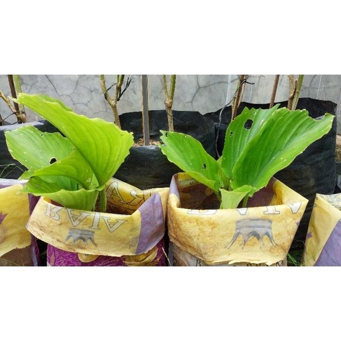 

Terlaris Bibit Kunyit Hitam Asli