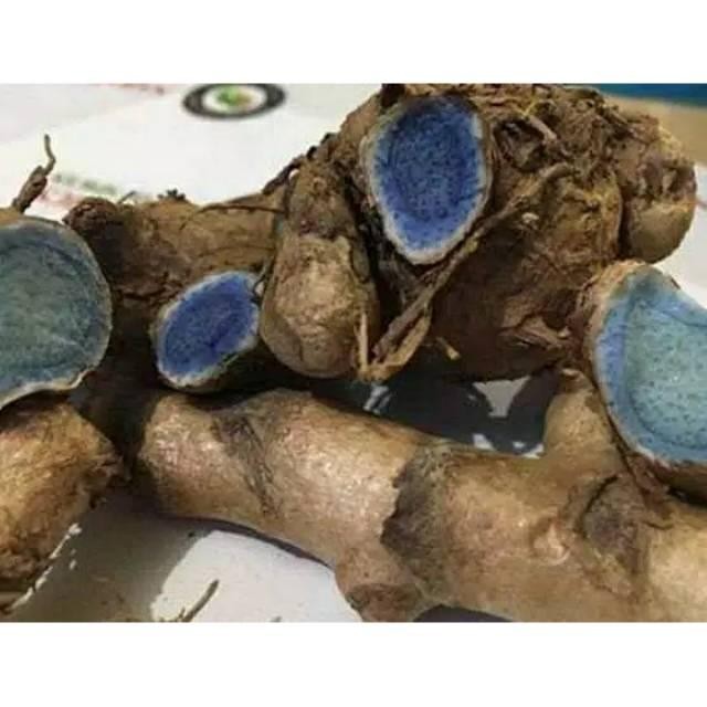 

Terlaris Temu Ireng Basah/Kunyit Hitam 1Kg Segar Organik