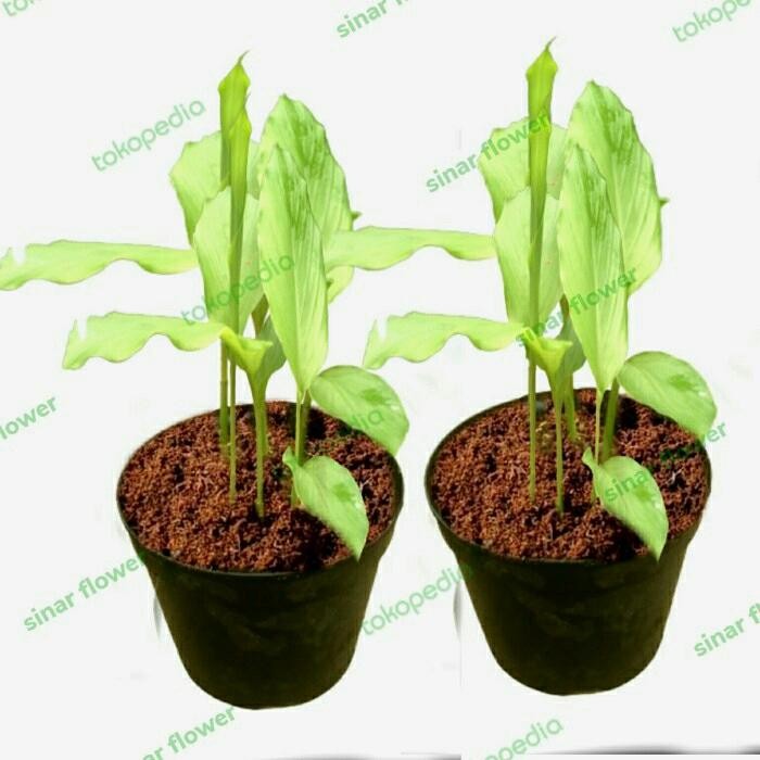 

Terlaris Tanaman Kunyit/Tanaman Rempah/Pohon Kunyit/Benih Kunyit Di Pot Rimbun