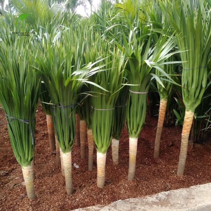 Nirwana Gardenss Pohon Pandan Bali Tinggi 80-100 Cm Batang Besar - Pandan Bali