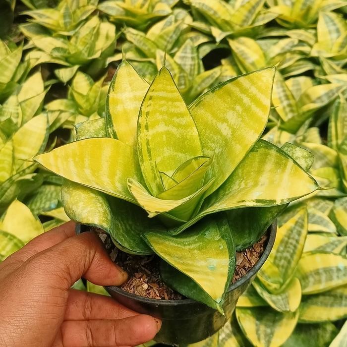 Nirwana Gardenss Sansevieria Hahnii Philipine Mutasi Gold
