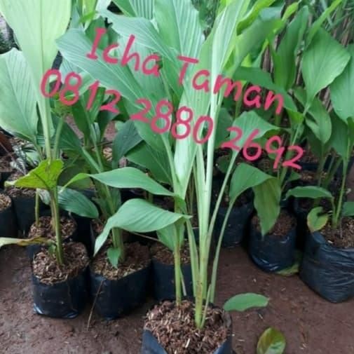 

Terlaris Pohon Kunyit-Tanaman Herbal Bibit Pohon Kunyit-Pohon Toga