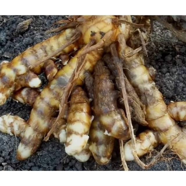 

Terlaris Kunyit Putih Organik Khusus Bakal/Akan Bibit ( Curcuma Zedoria