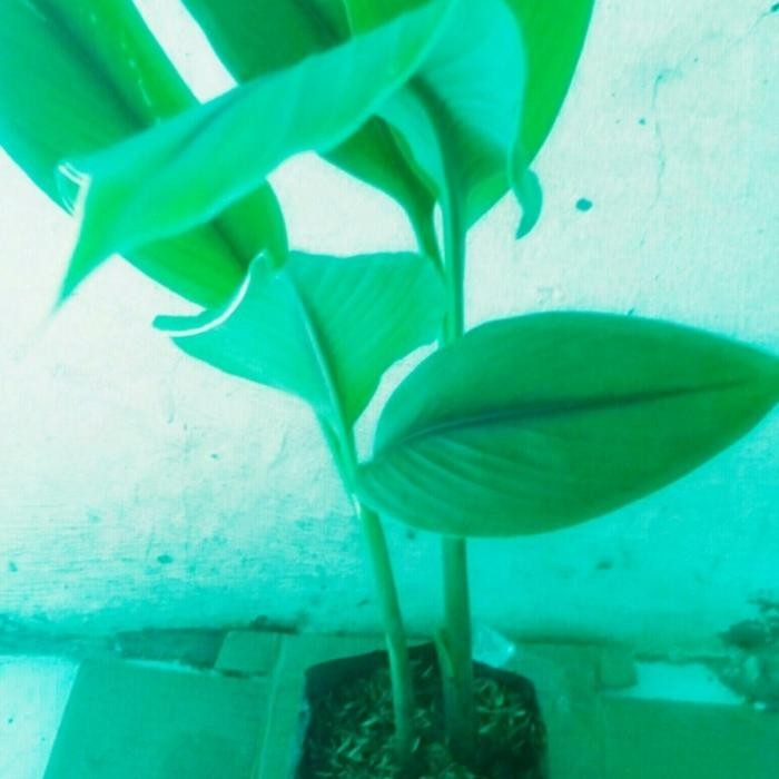 

Terlaris Bibit Pohon Kunyit Putih/Temu Putih